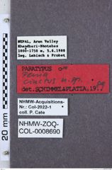 Etiketten zu Penia cincta (NHMW-ZOO-COL-0008690)